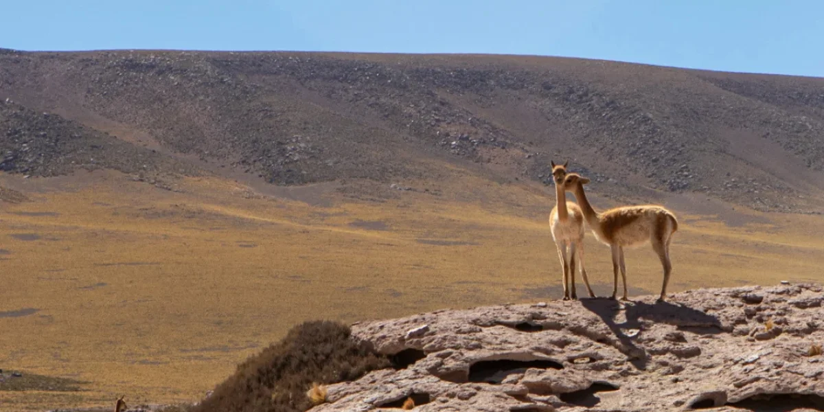 Qué tours hacer primero al llegar a Atacama: guía para empezar bien